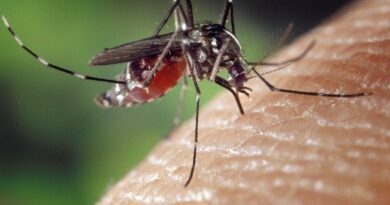 mosquitos picando - usa repelentes para mosquitos