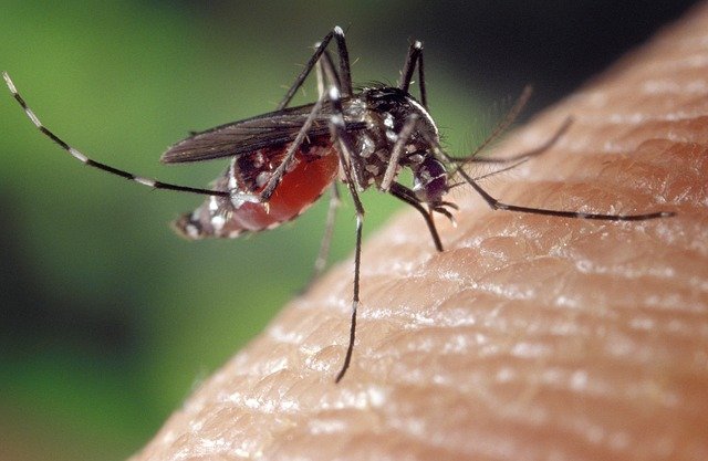 mosquitos picando - usa repelentes para mosquitos