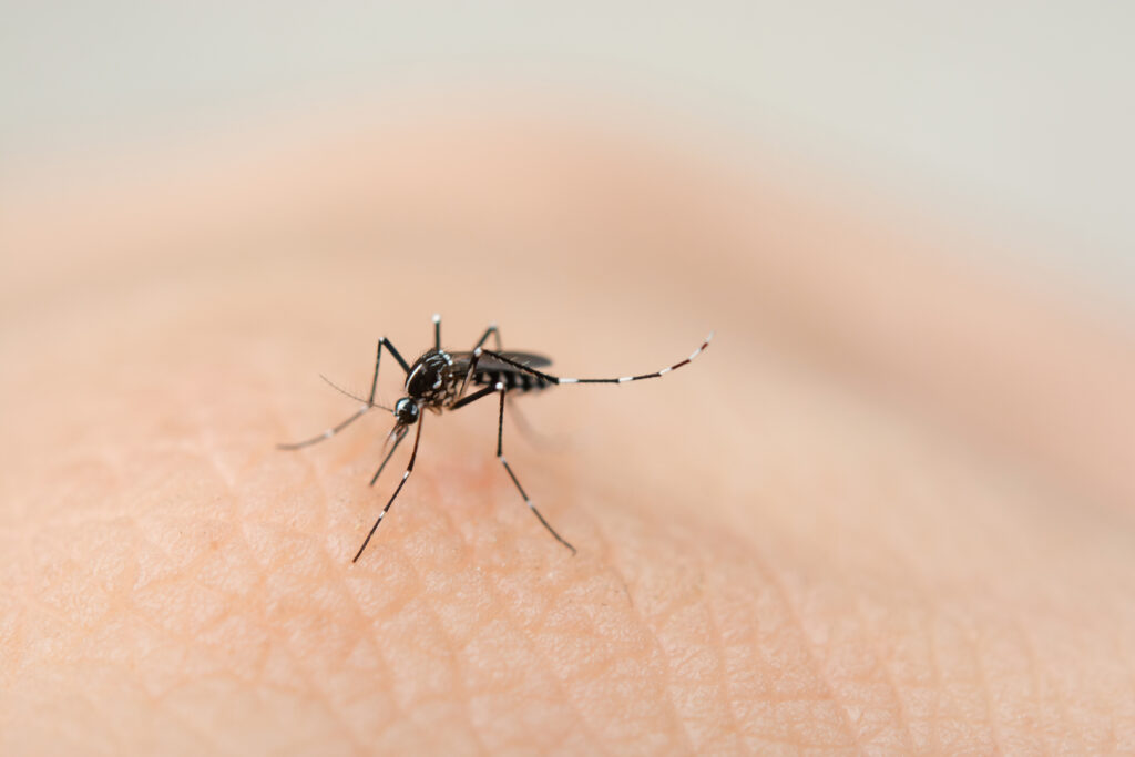 Evitar picaduras de mosquitos es sencillo si sigues estos consejos Evitar picaduras de mosquitos es sencillo si sigues estos consejos