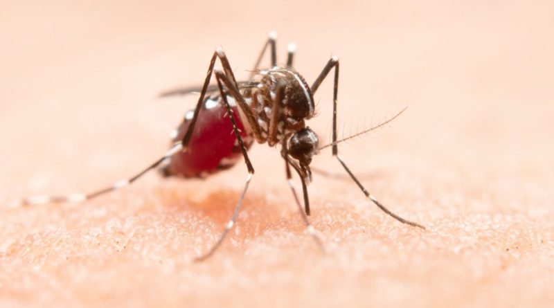 muestra un mosquito sobre la piel picando a una persona e ilustra el artículo sobre lo que se debe hacer para evitar las picaduras de mosquitos
